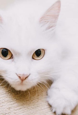 turkish van