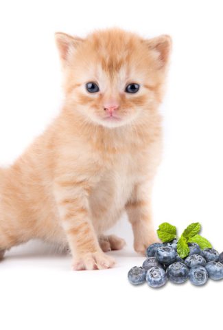 cat eating blueberries