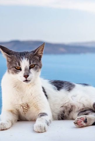 Aegean Cat