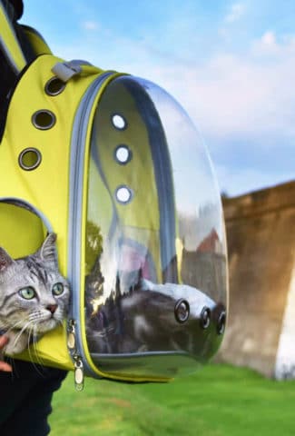 Best cat backpacks for 2021